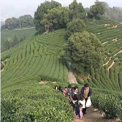 团建回顾|徒步茶园,亲近大自然 团建回顾|徒步茶园,亲近大自然